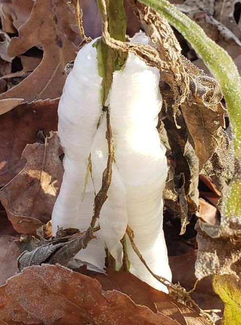 White Frostweed, White Crownbeard, Virginia Frostweed, Indian Tobacco, Squawweed, Richweed