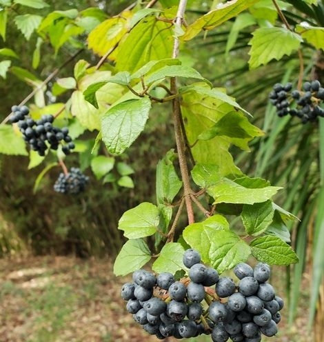 Arrowwood Viburnum, Southern Arrowwood