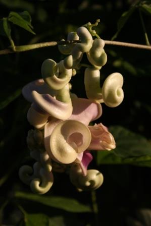 Corkscrew Flower, Shell Vine, Caracalla Vine, Snail Vine