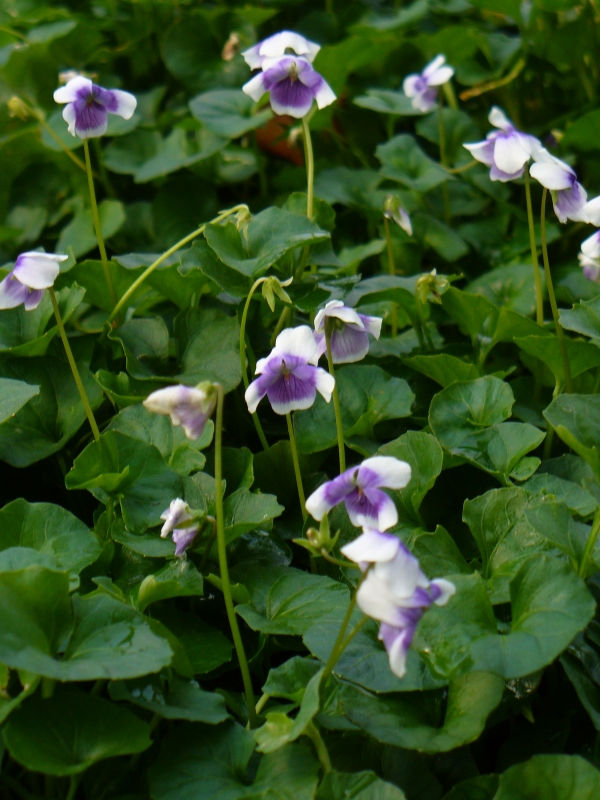 Trailing Violet, Australian Violet, Ivy-Leaved Violet, Tasmanian Trailing Violet