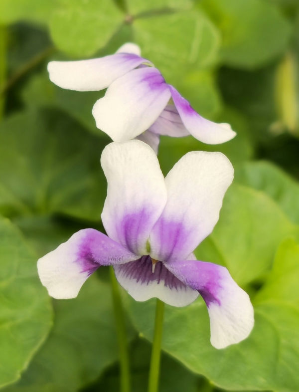 Trailing Violet, Australian Violet, Ivy-Leaved Violet, Tasmanian Trailing Violet