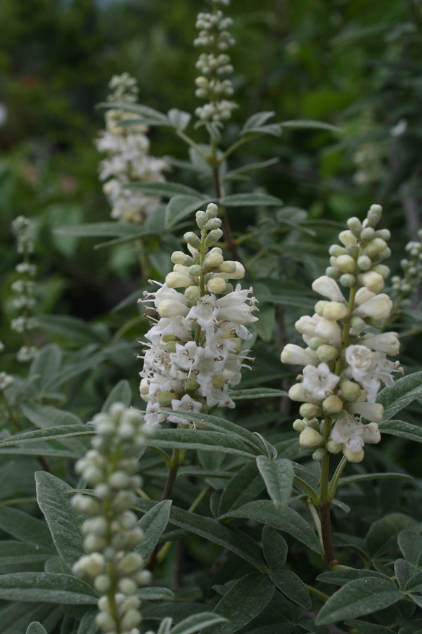 Silver Spires White Vitex, Chaste Tree