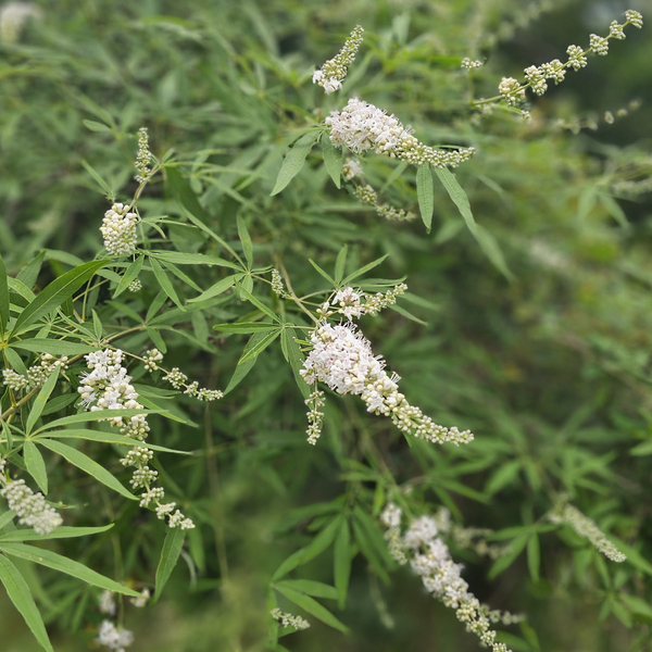 Silver Spires White Vitex, Chaste Tree