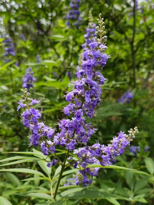 Shoal Creek Blue Chaste Tree, Vitex, Monk's Pepper Tree