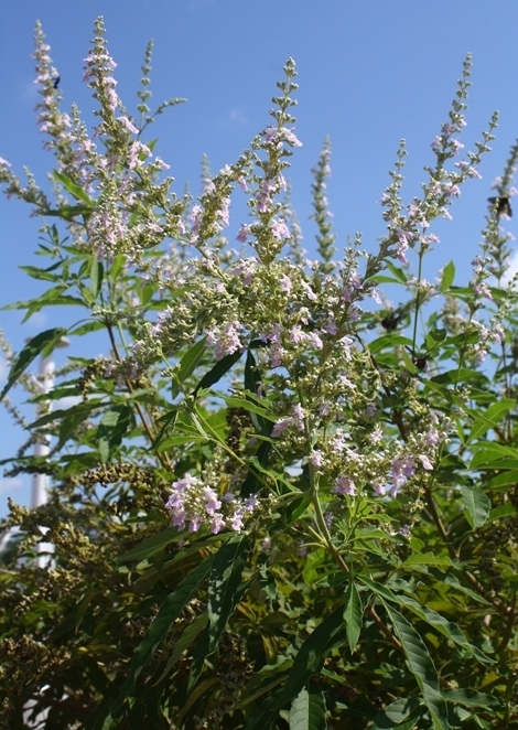 Hempleaf Vitex, Chinese Vitex