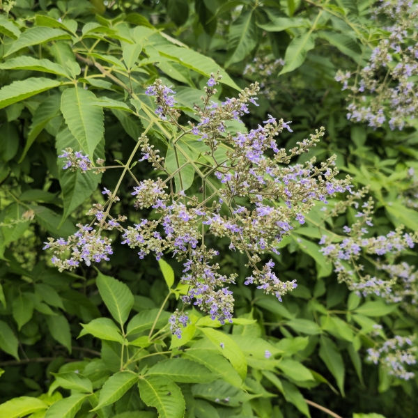 Hempleaf Vitex, Chinese Vitex