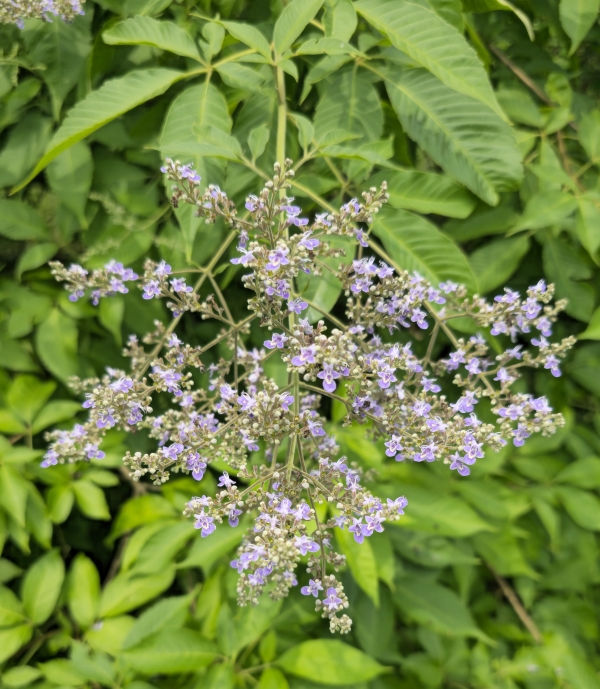 Hempleaf Vitex, Chinese Vitex