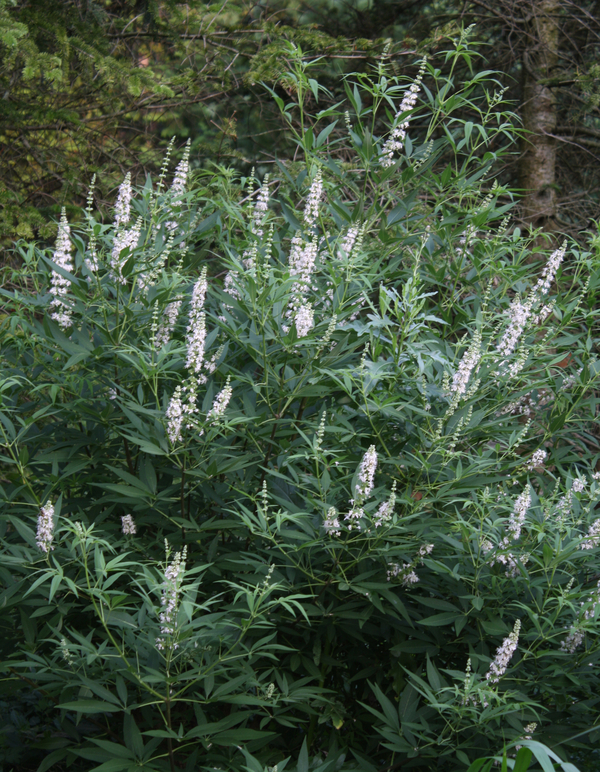 Silver Spires White Vitex, Chaste Tree