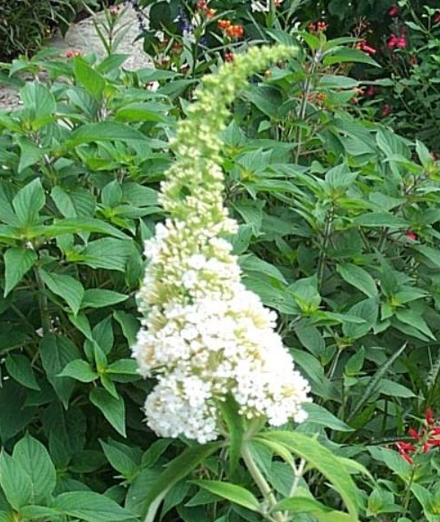 White Profusion Butterfly Bush, Buddleja