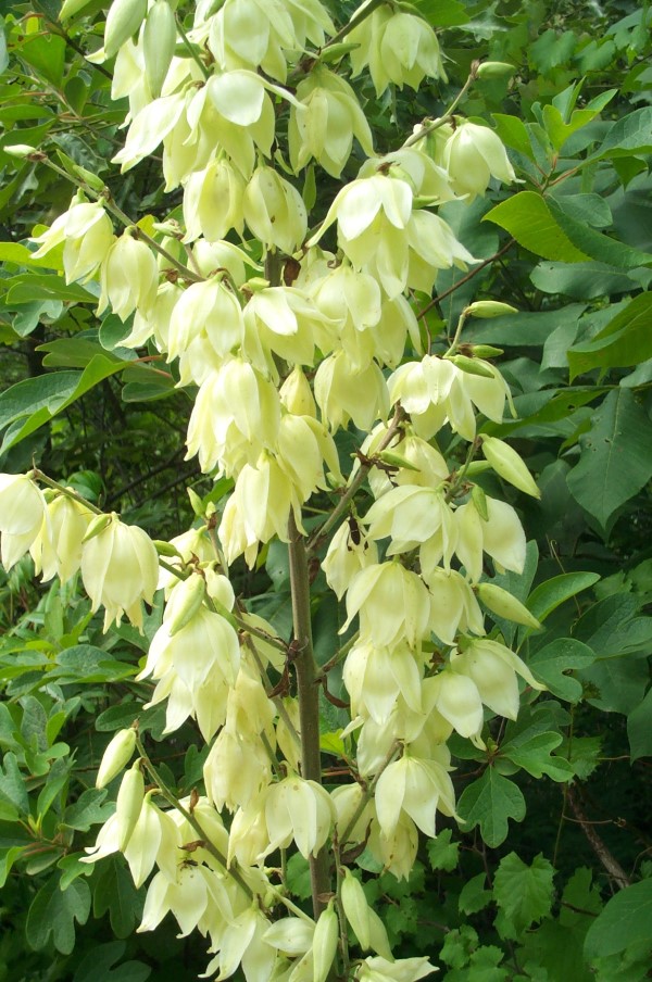 Variegated Yucca, Adam's Needle, Curly Leaf Yucca, Spoon Leaf Yucca