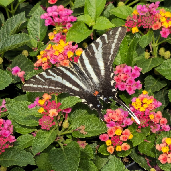 Bloomify™ Rose Lantana