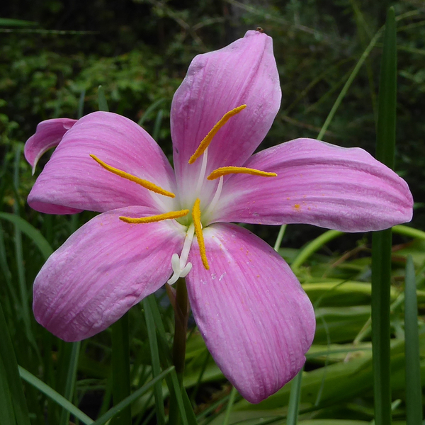 Pink Rainlily, Rosepink Zephyr Lily, Fairy Lily