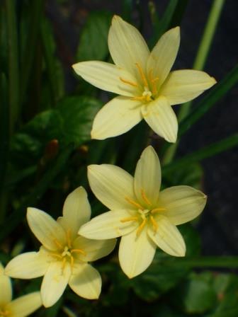 Primrose Yellow Rainlily, Zephyr Flower, Rain Lily, Fairy Lily