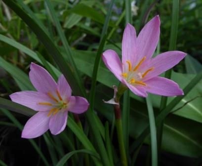 Zeyher's Pink Rainlily, Zephyr Lily, Fairy Lily