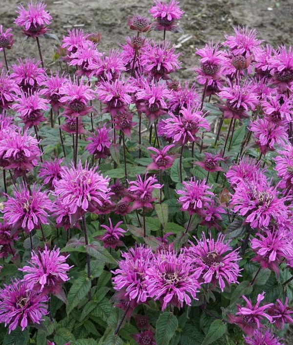 Bee-You® Bee Pretty™ Beebalm, Monarda, Oswego Tea, Bergamot