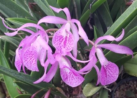 Louise Mayumi xBrassocattleya Orchid