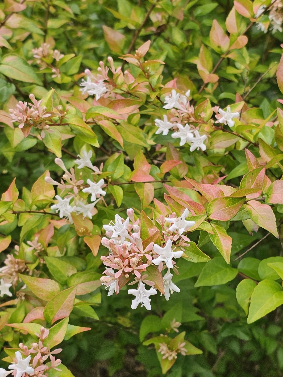 Peach Perfection® Abelia