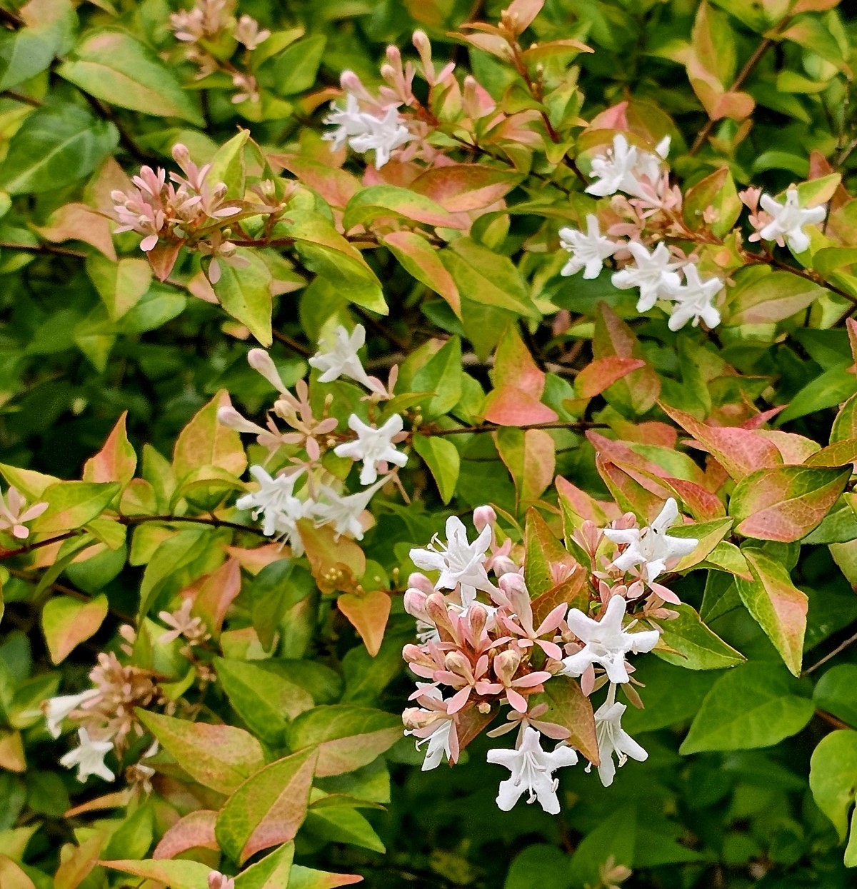 Peach Perfection® Abelia