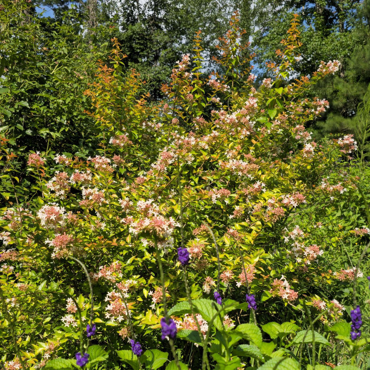 Peach Perfection® Abelia