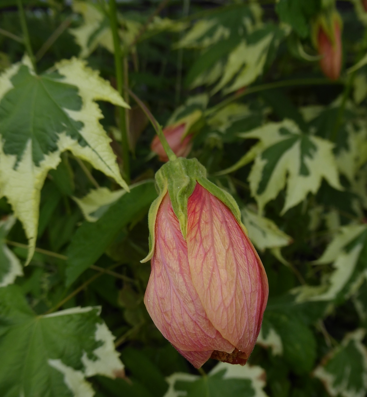 Souvenir de Bonn Variegated Abutilon, Flowering Maple Tree, Parlor Maple
