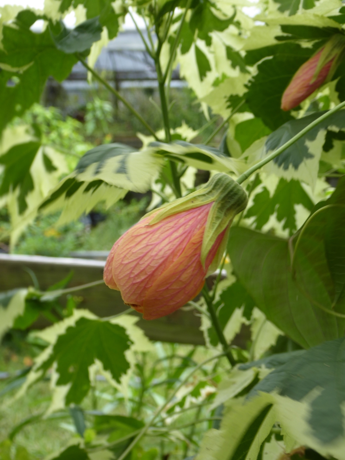Souvenir de Bonn Variegated Abutilon, Flowering Maple Tree, Parlor Maple