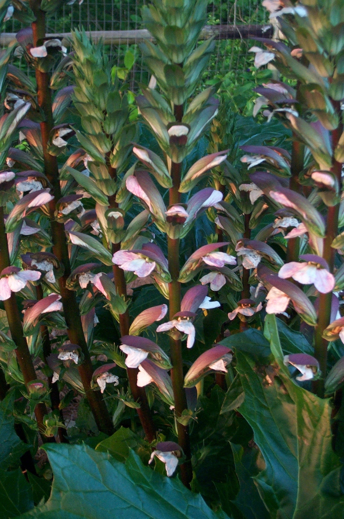 euonymus plant SILVER KING EUONYMUS 3gal – Watters Garden Center main image 0