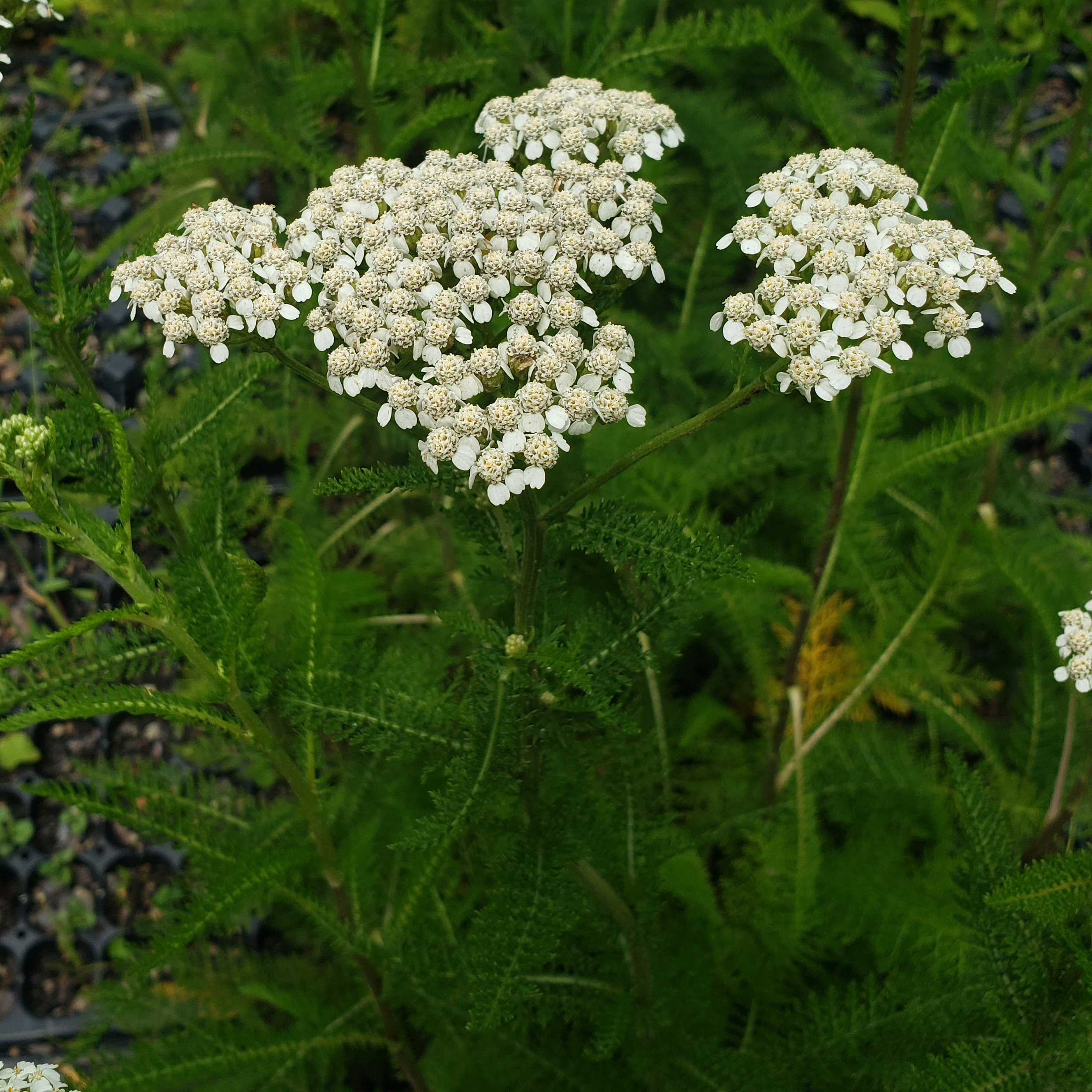 Pink and white achillea yarrow plants growing asteraceae flowers