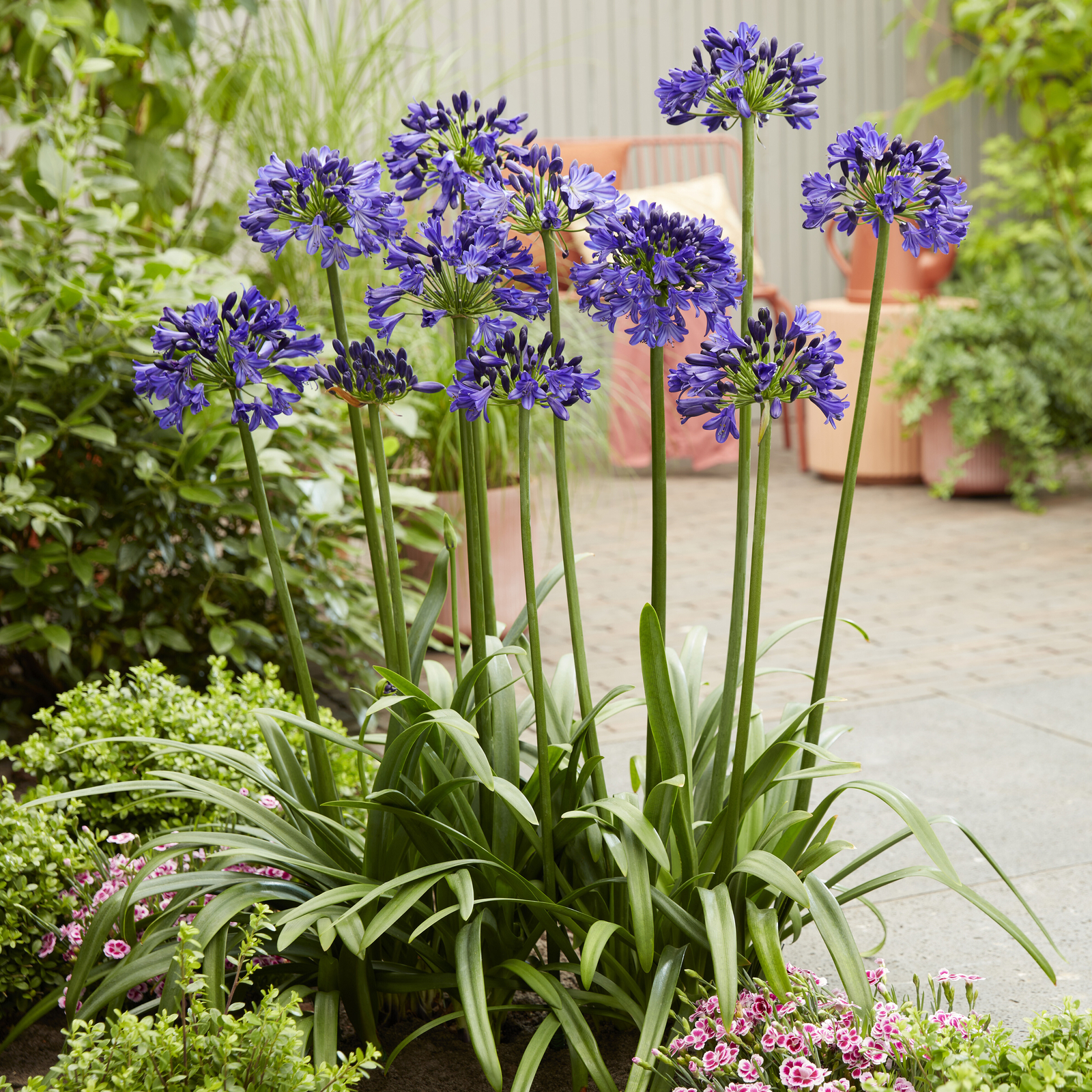 Midnight Sky Lily of the Nile, Agapanthus