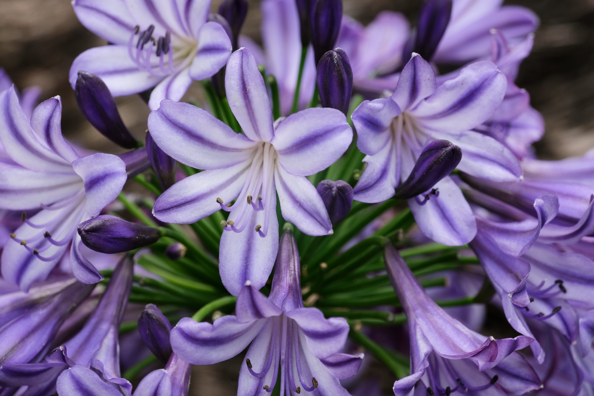 Poppin' Star Lily of the Nile, Agapanthus
