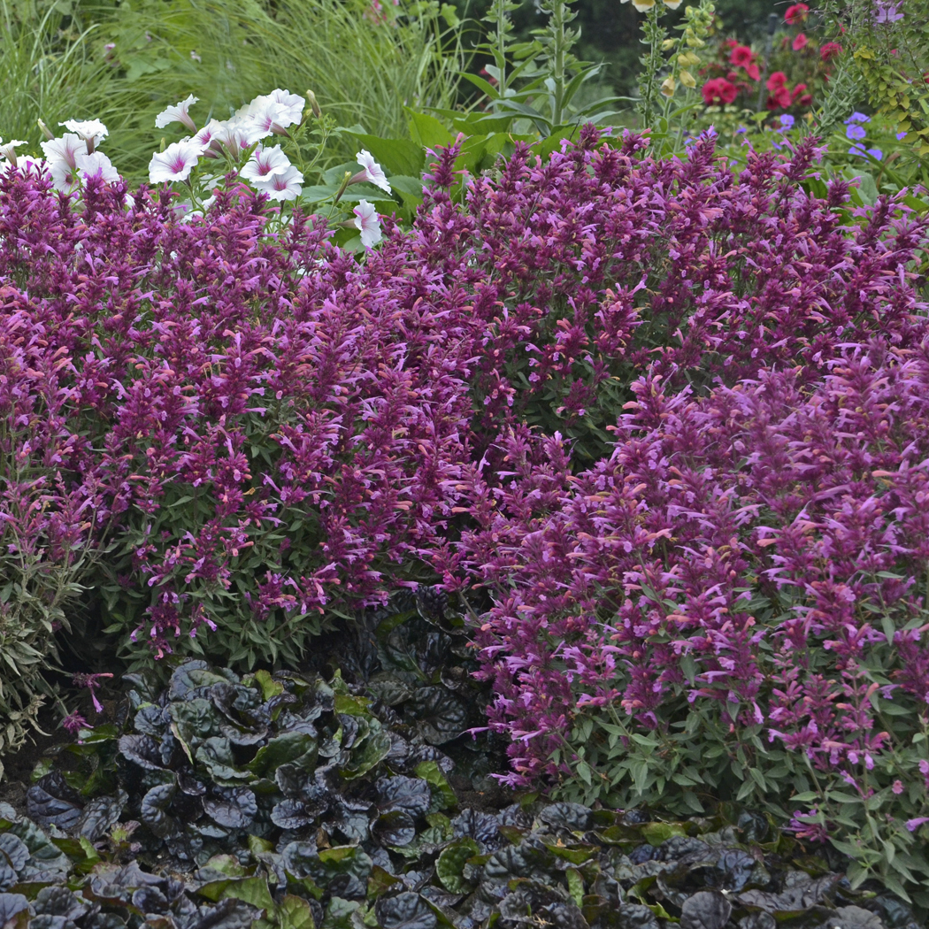 Rosie Posie Hummingbird Mint, Agastache, Mexican Hyssop