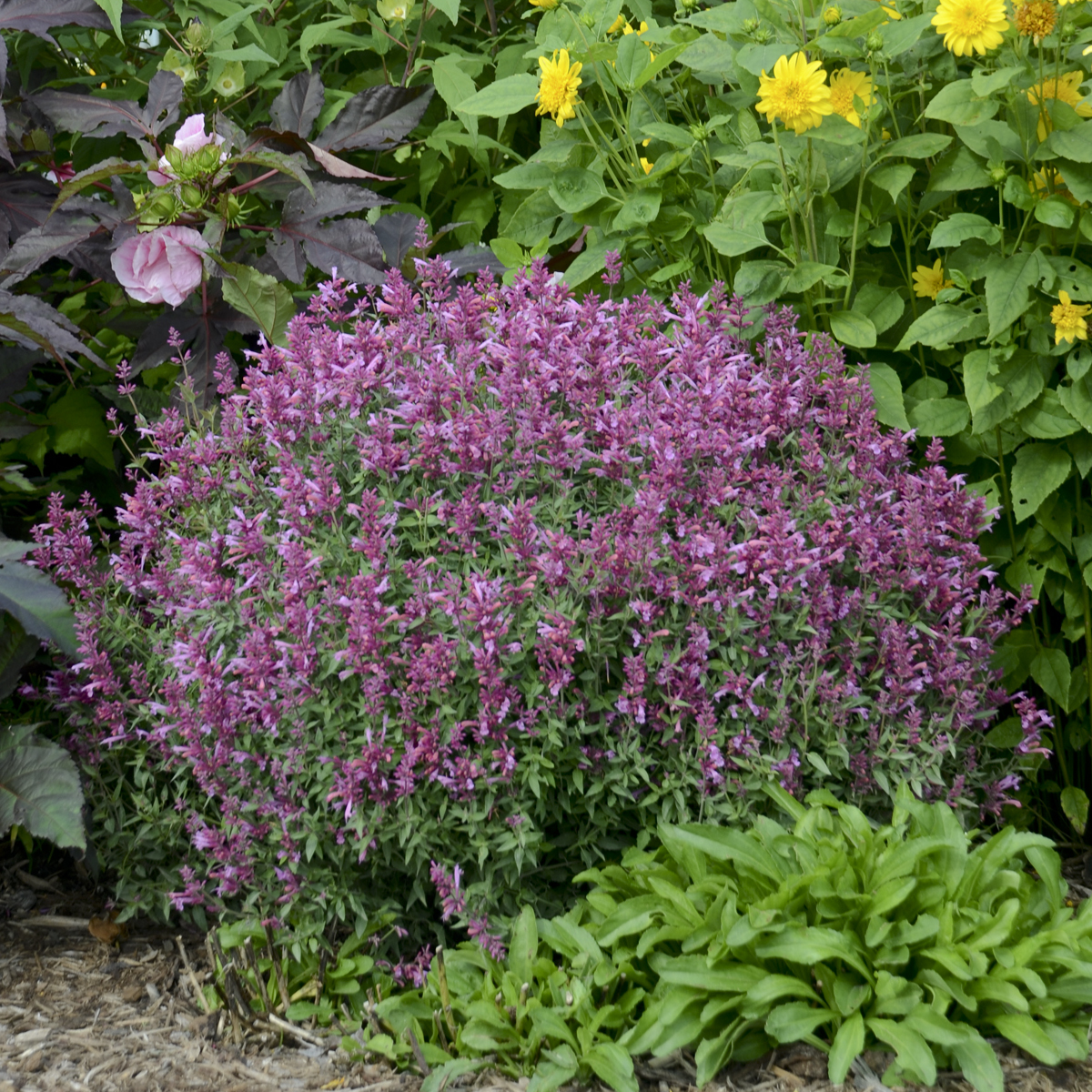 Rosie Posie Hummingbird Mint, Agastache, Mexican Hyssop