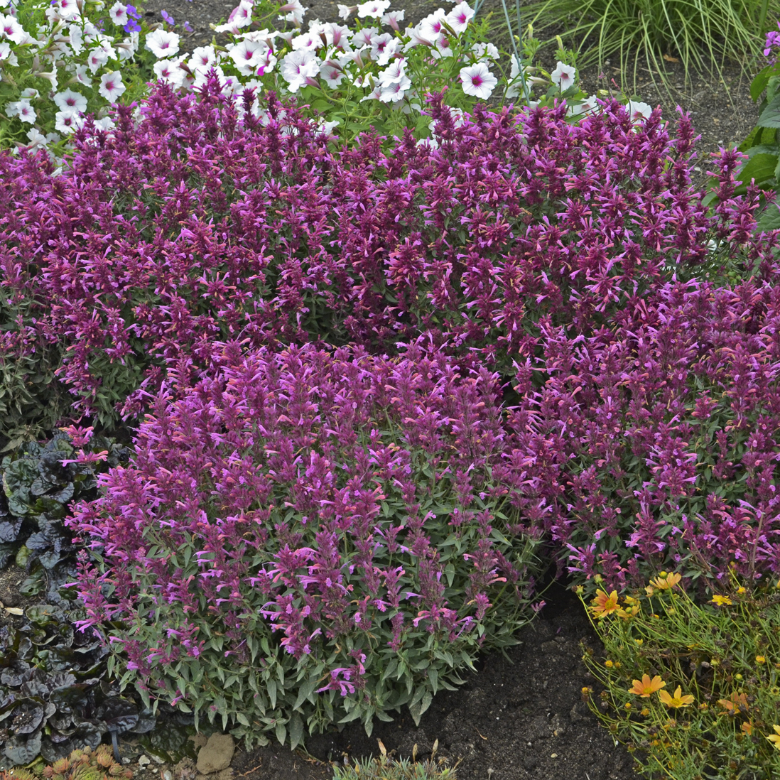 Rosie Posie Hummingbird Mint, Agastache, Mexican Hyssop