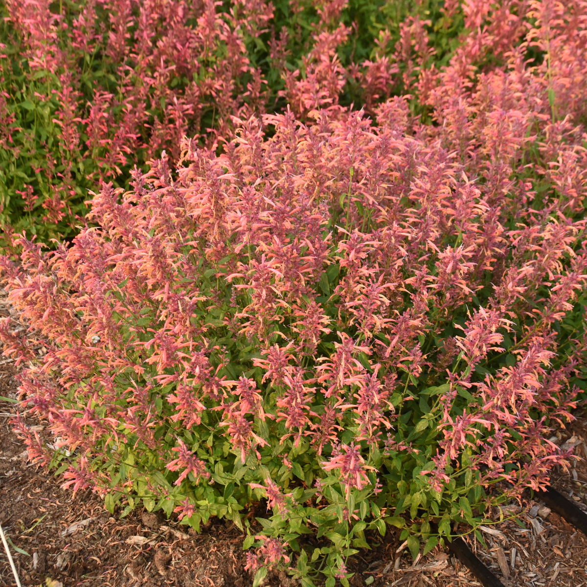 Guava Lava Hummingbird Mint, Agastache, Mexican Hyssop