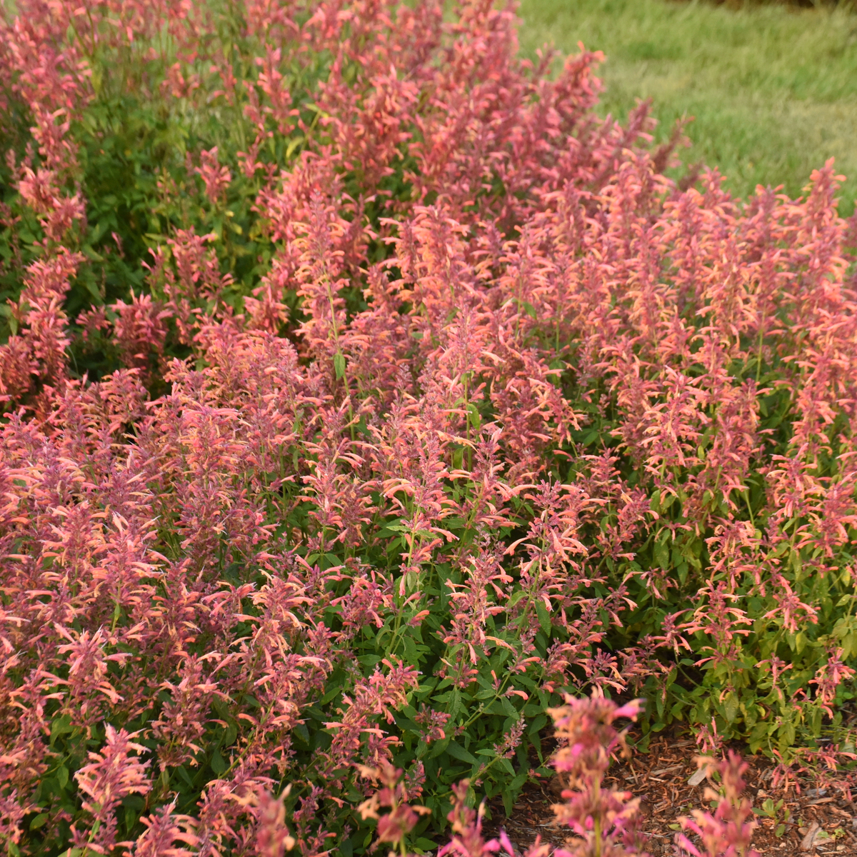 Guava Lava Hummingbird Mint, Agastache, Mexican Hyssop