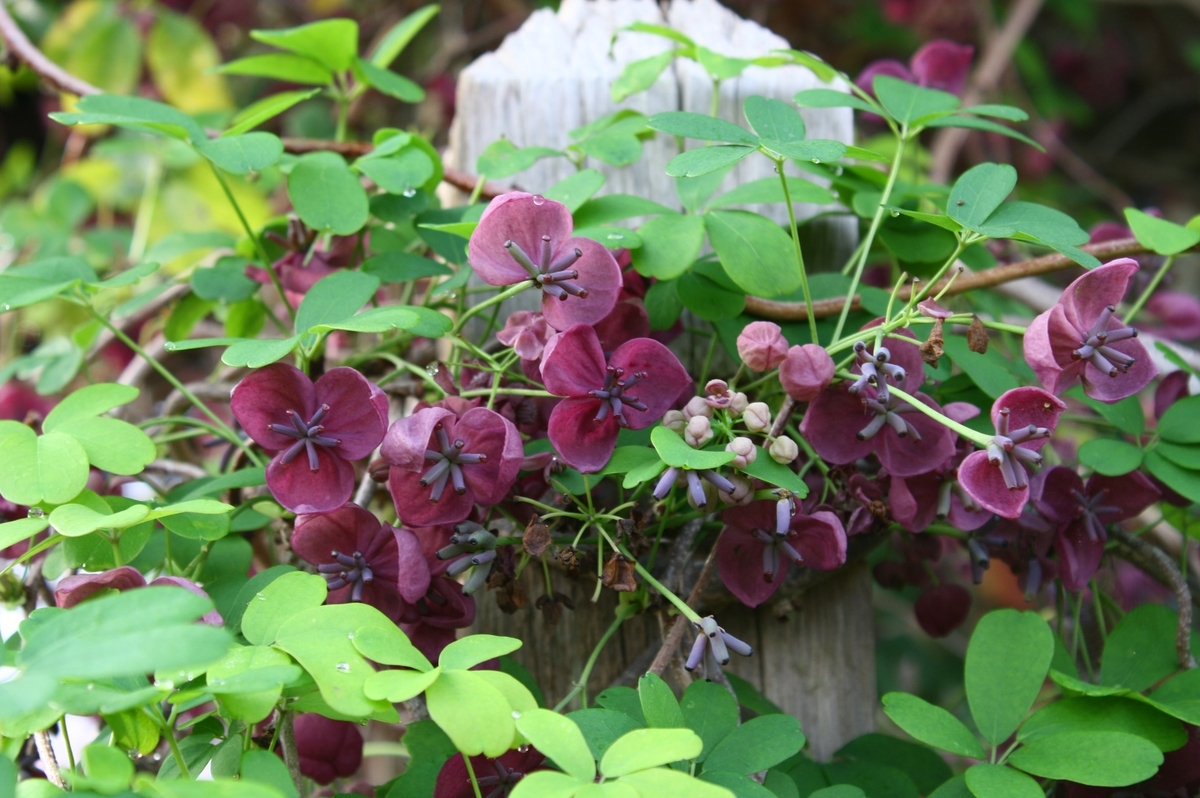 apple peru plant 100 APPLE OF PERU Shoofly Plant Nicandra Physalodes Violet Blue Flower Seeds