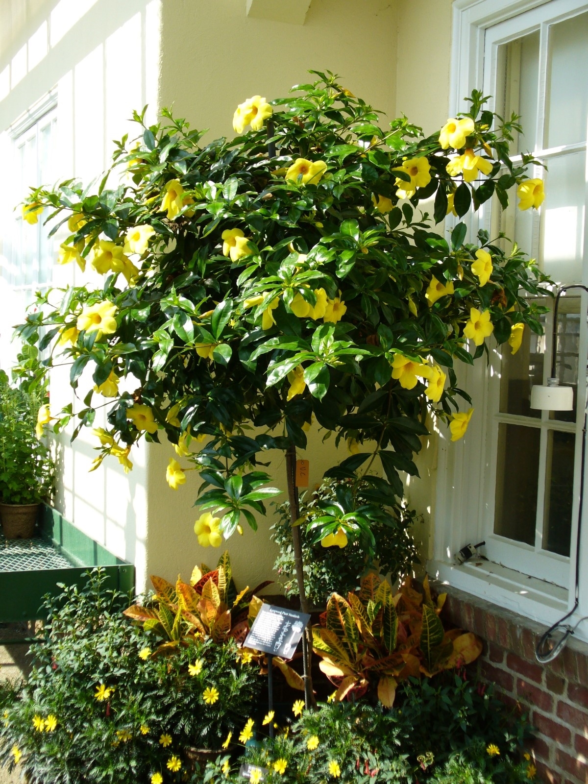 Golden Butterfly Brown Bud Allamanda