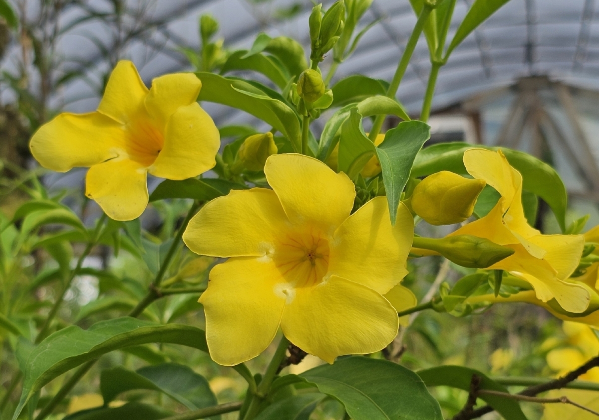 Golden Butterfly Brown Bud Allamanda