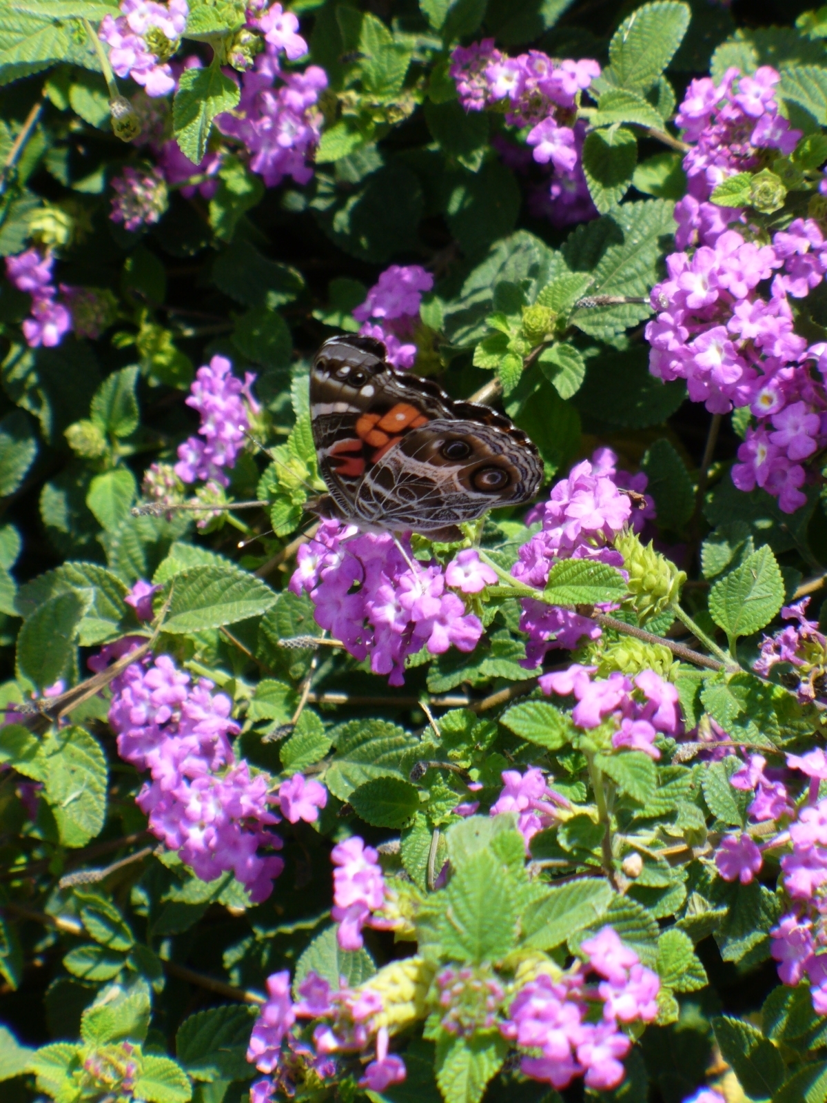 Purple Trailing Lantana, Weeping Lantana