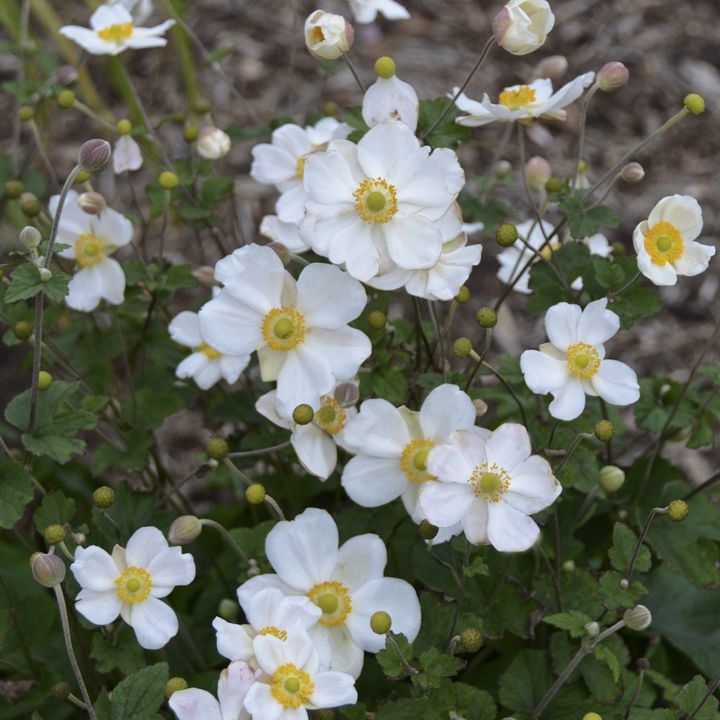 Honorine Jobert Anemone, Windflower, Japanese Anemone