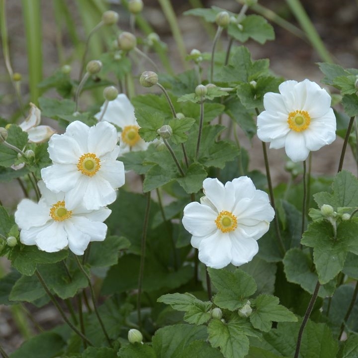 Honorine Jobert Anemone, Windflower, Japanese Anemone