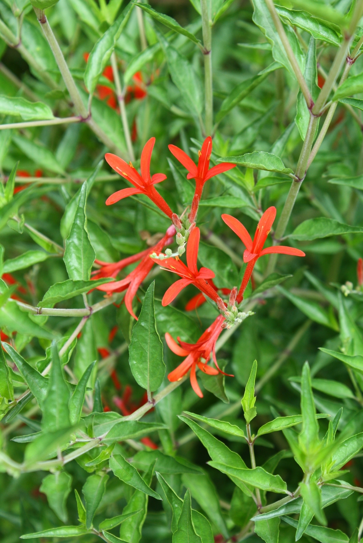 Flame Red Hummingbird Bush, Flame Acanthus, Wright's Desert Honeysuckle, Muicle, Wright's Anisacanth, Wright's Acanthus, Mexican Flame, Wright's Mexican Flame
