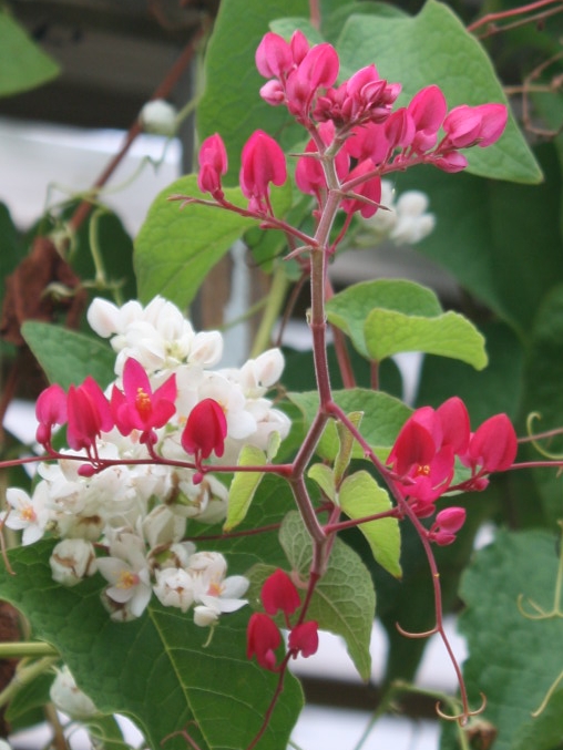 Baja Red Rose of Montana, Coral Vine