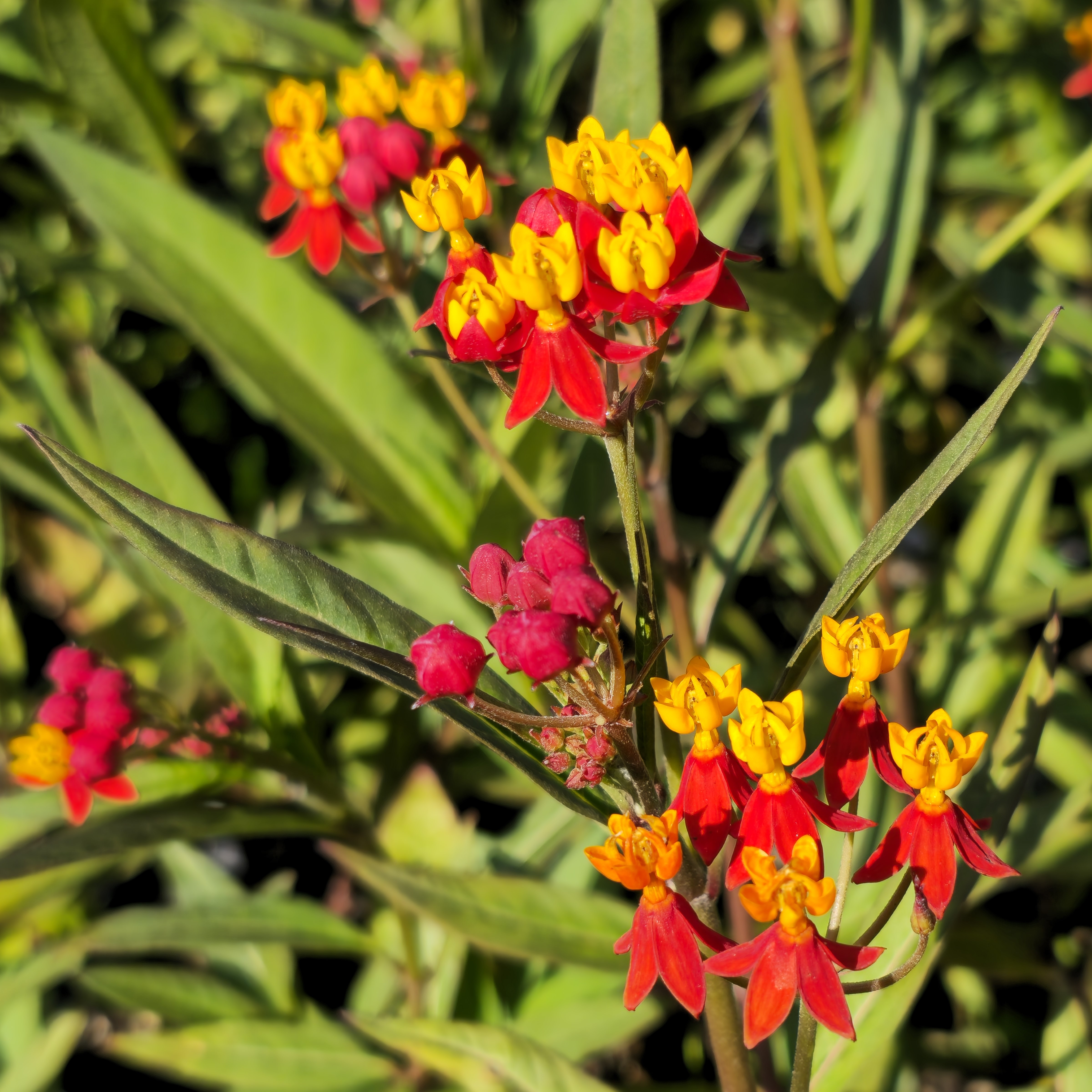 Silky Red Butterfly Weed, Mexican Butterflyweed