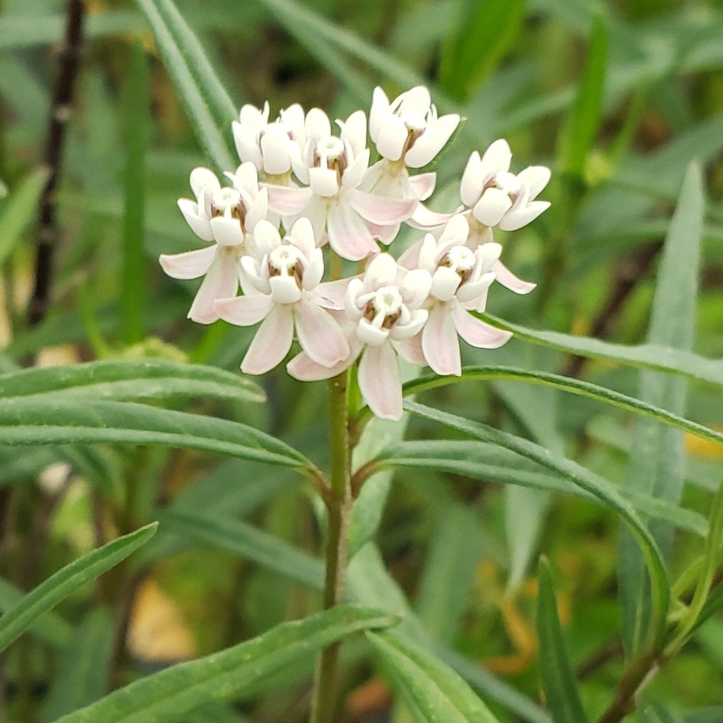 Arizona Milkweed