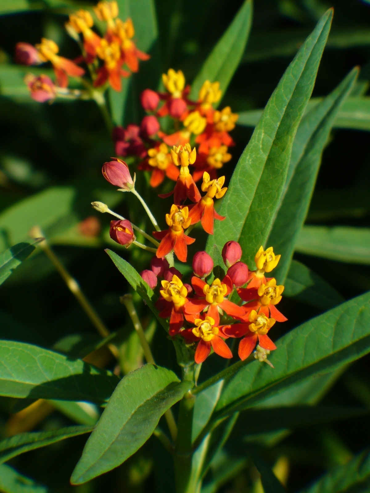 Mexican Butterfly Weed, Blood Flower, Indian Root, Swallow-wort