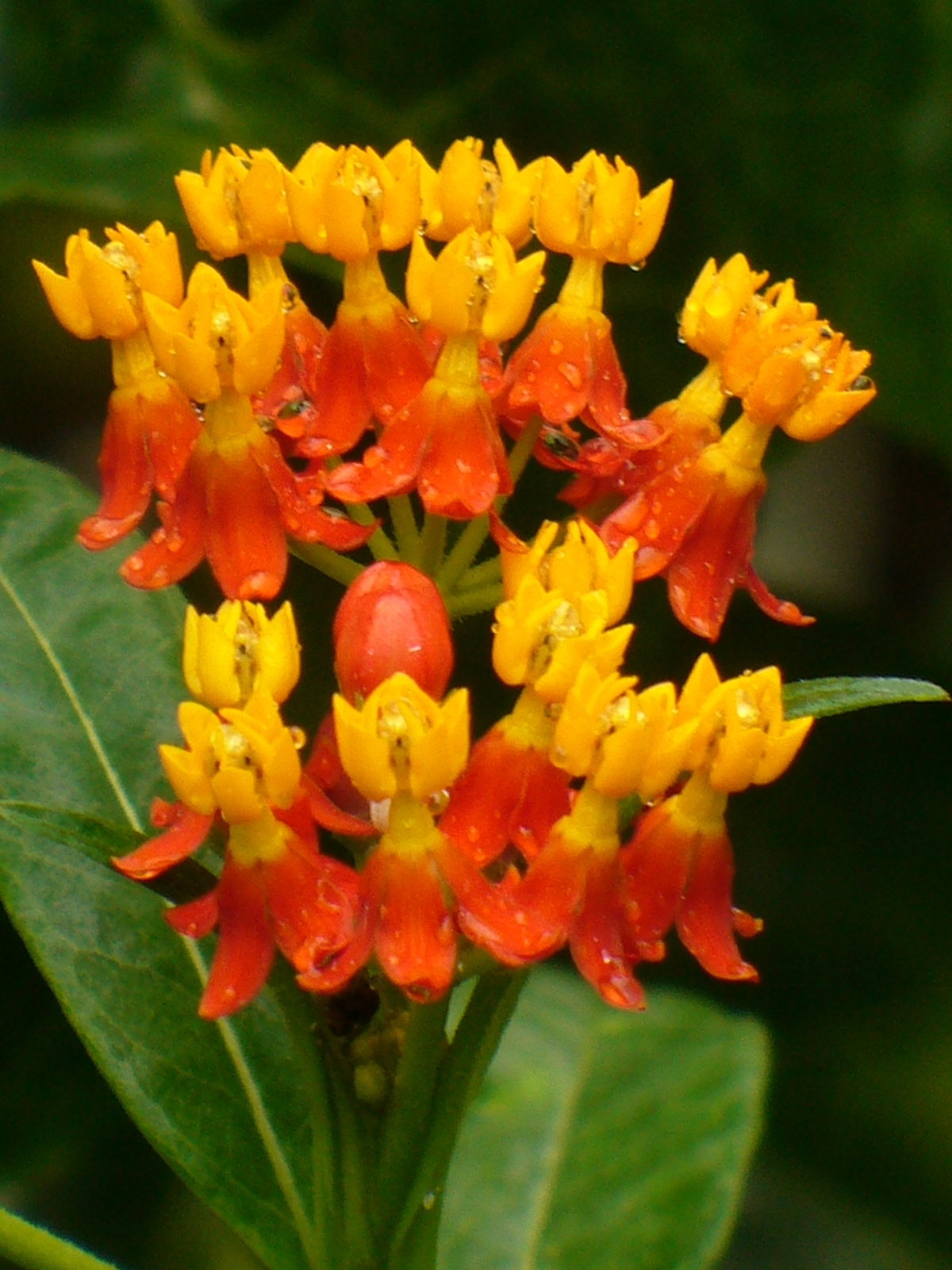 Mexican Butterfly Weed, Blood Flower, Indian Root, Swallow-wort - Butterfly  Plants - Almost Eden