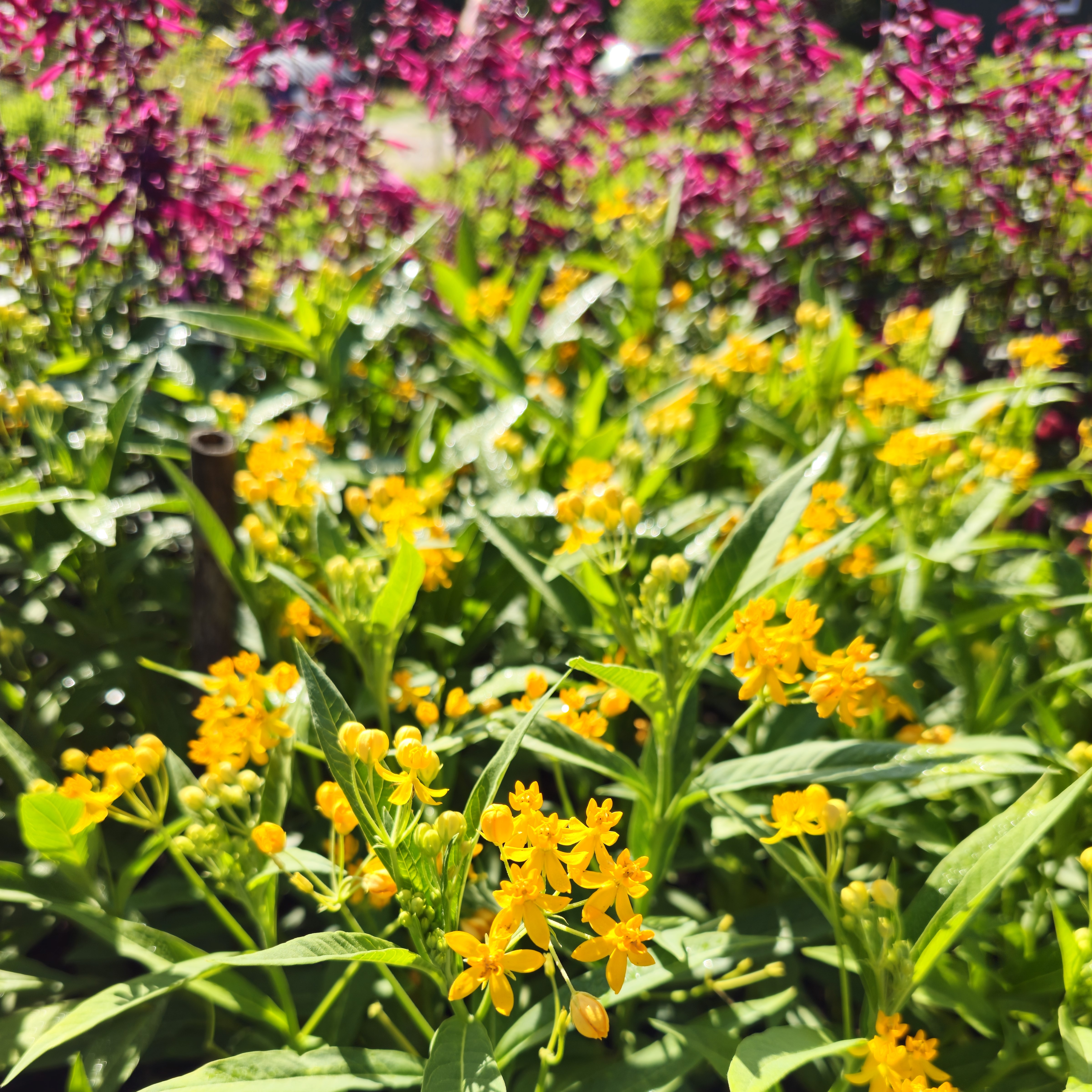 Silky Yellow Butterfly Weed, Blood Flower, Indian Root, Swallow-wort, Mexican Butterflyweed 