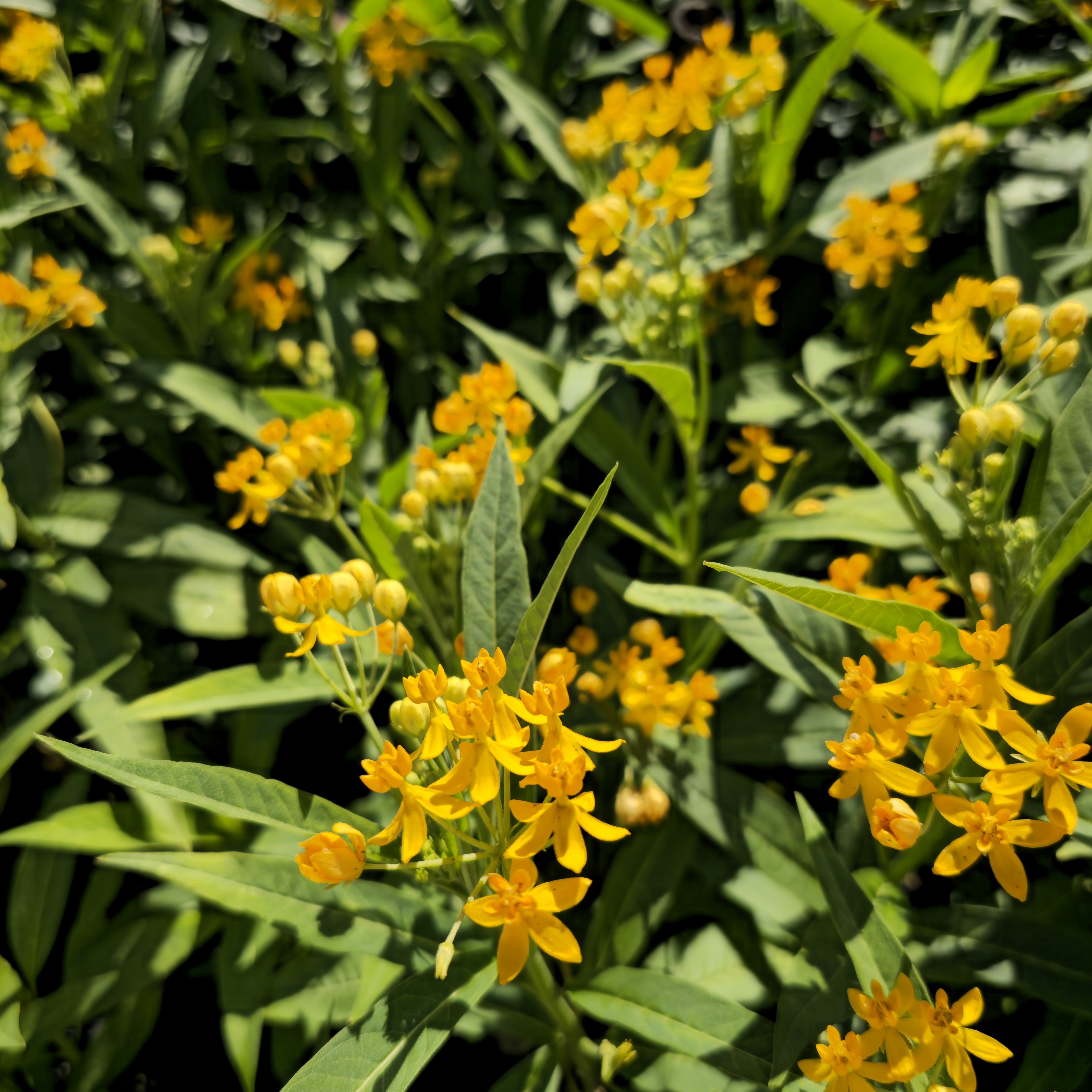 Silky Yellow Butterfly Weed, Blood Flower, Indian Root, Swallow-wort, Mexican Butterflyweed 