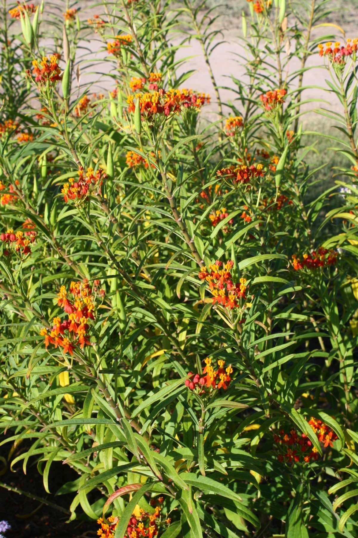 Mexican Butterfly Weed, Blood Flower, Indian Root, Swallow-wort