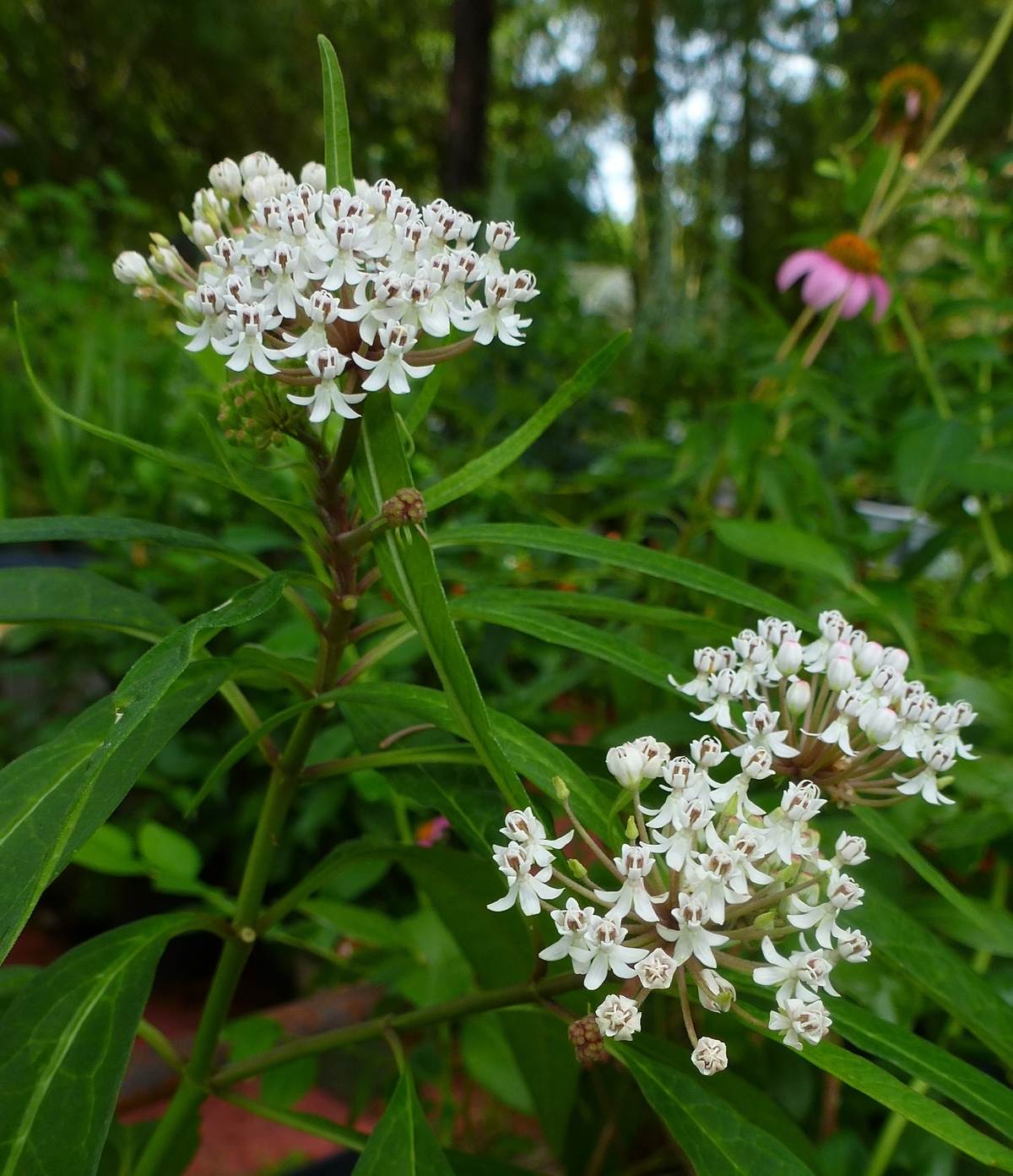 White Milkweed, Aquatic Milkweed